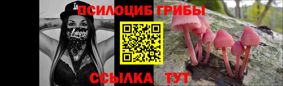 Псилоцибиновые грибы Psilocybe Знаменск